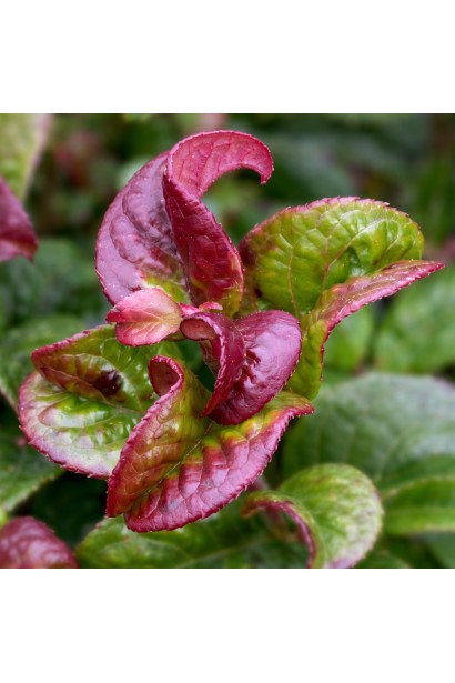 Леукотоє Керлі Ред 